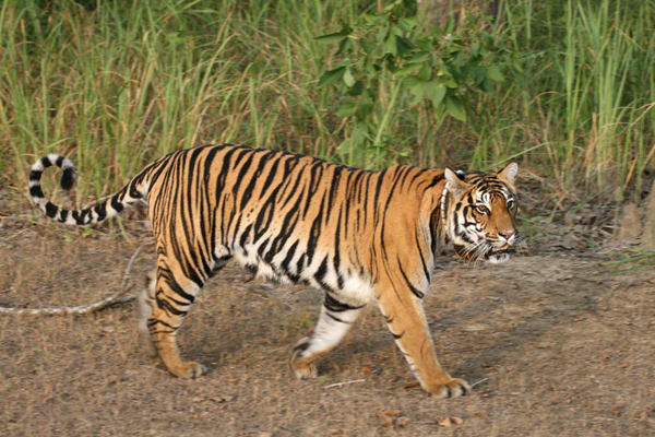 tiger in jungle
