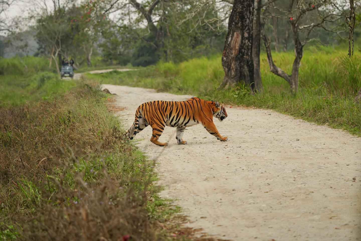 jeep safari tiger