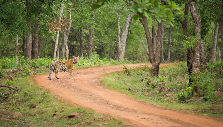 jungle lodge arrival