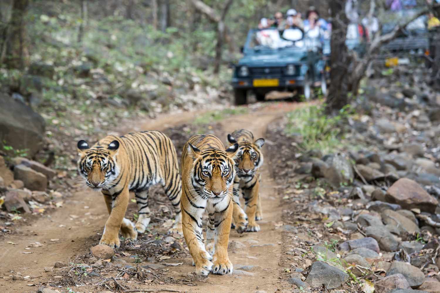 What to see near Ranthambore National Park