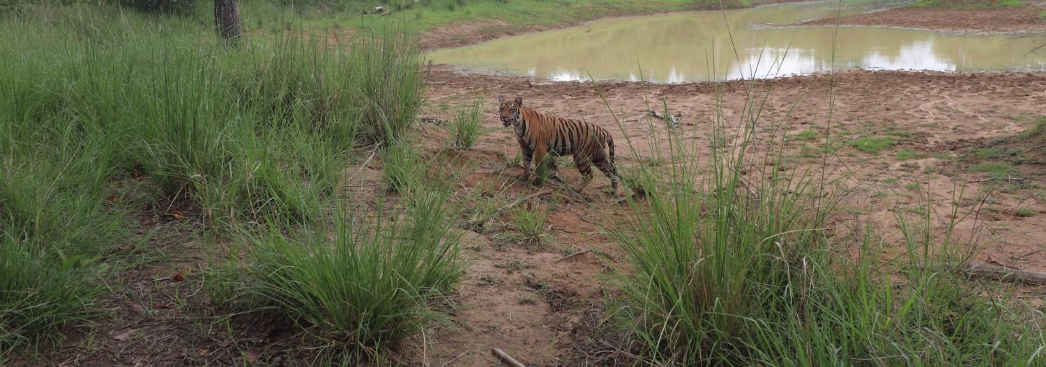 Wild Safari