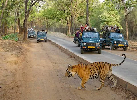 Tadoba Monsoon Safari
