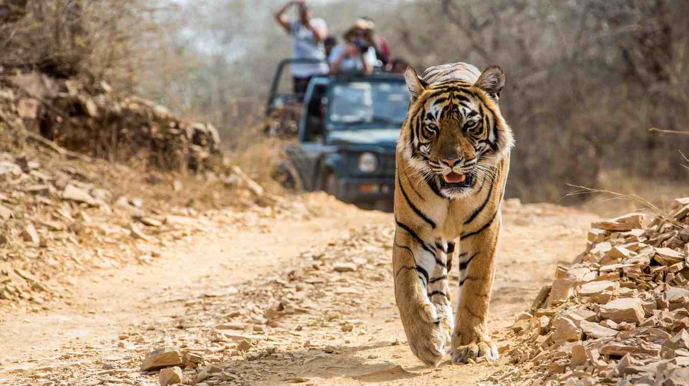 Bandipur Jungle Adventure