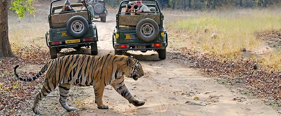 Kaziranga Rhino Trail