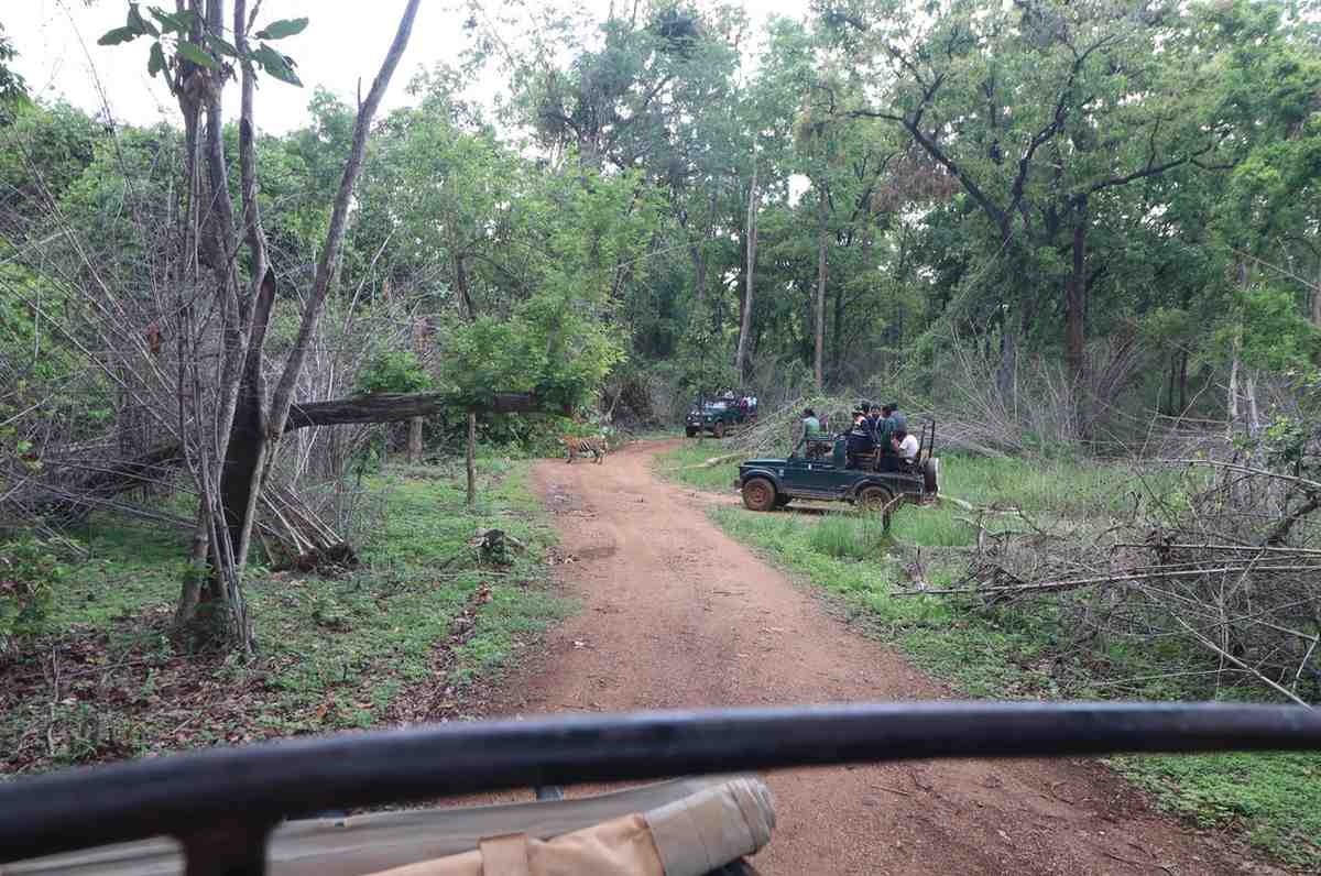 Sundarbans Tiger Expedition