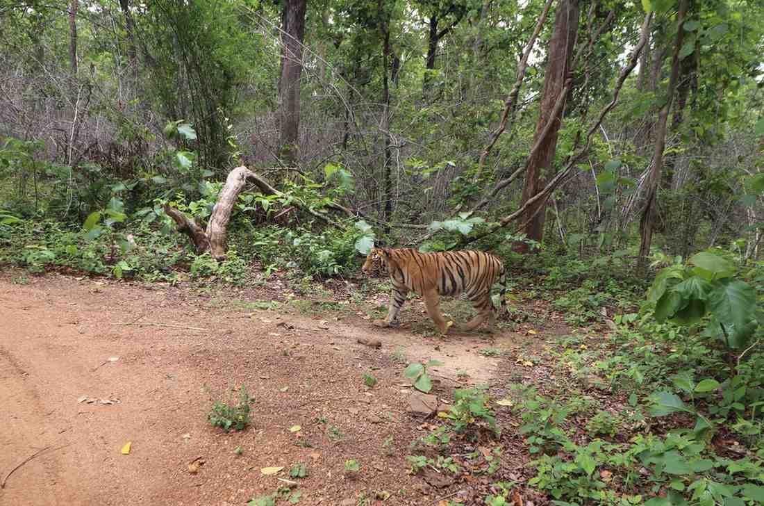 Sundarbans Tiger Expedition