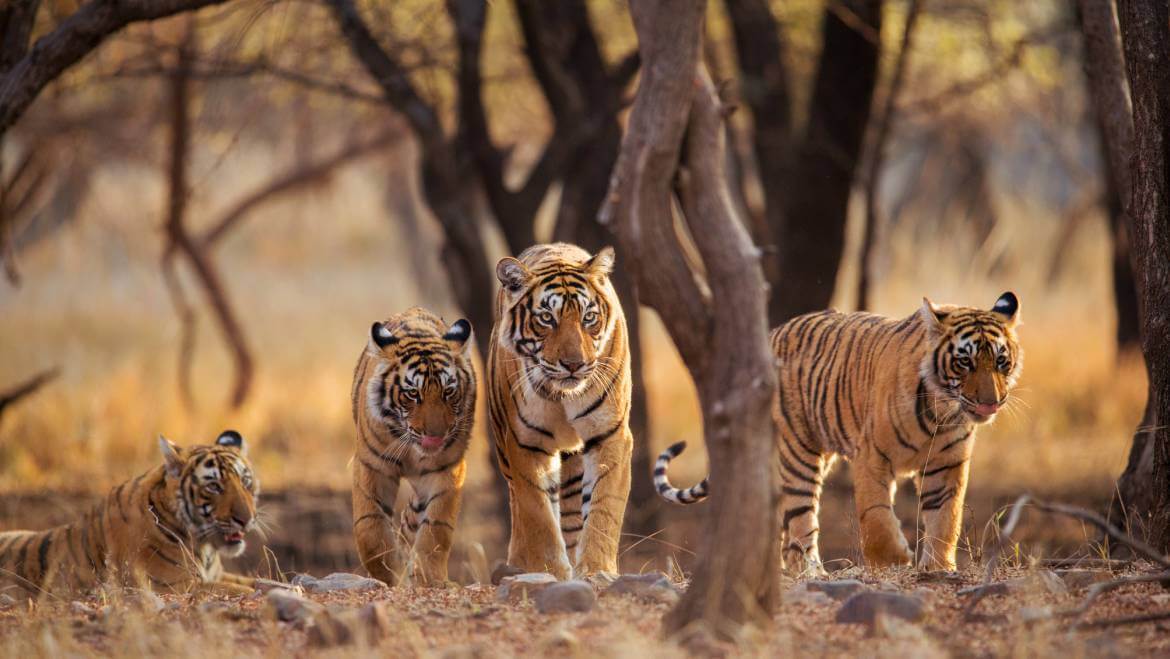 Sundarbans Tiger Expedition