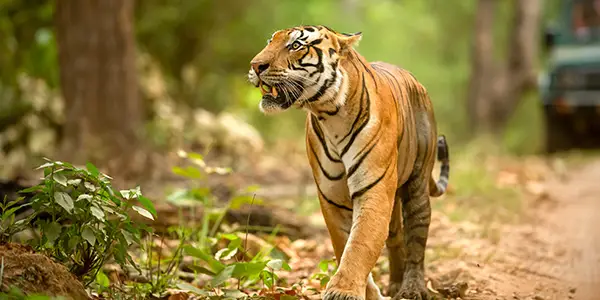 Sundarbans Tiger Expedition