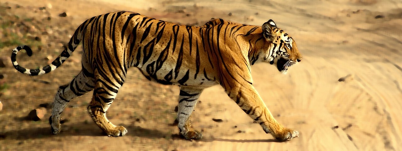 Bandhavgarh