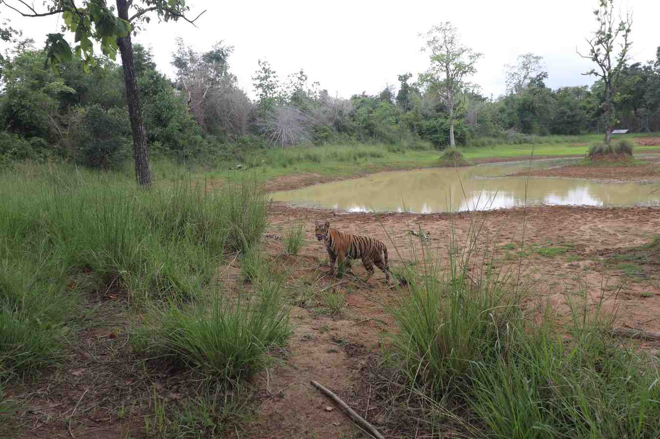 Jim Corbett National Park