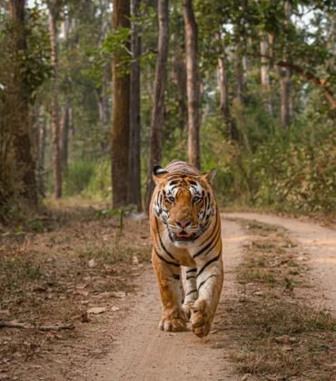 Tiger Expedition Tour-Wildlife Safari