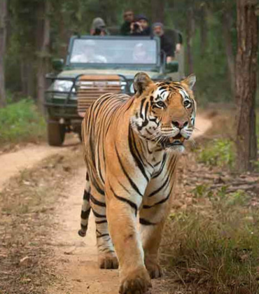 Tiger Corridor India-Kanha Pench Satpura