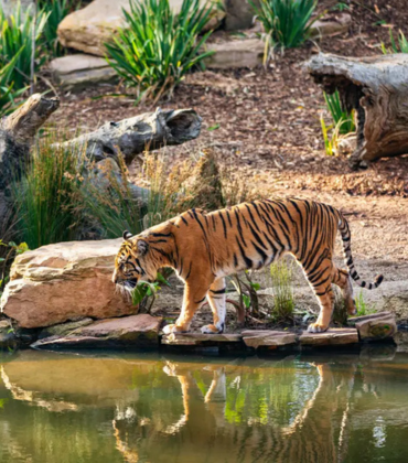 Central India Kanha Bandhavgarh Tiger Tour