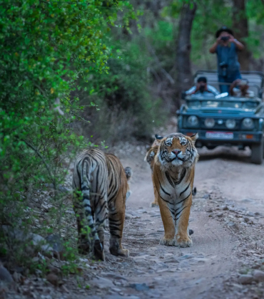 Pench Wildlife Tour