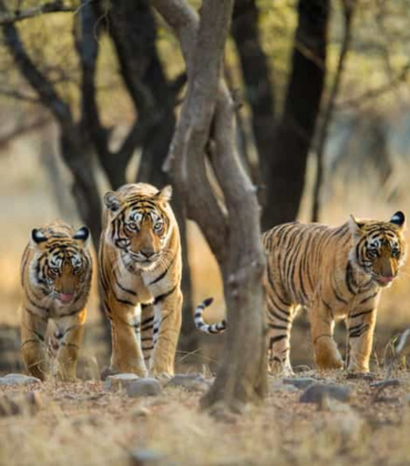 Tiger Trails-Kanha Tadoba and Pench
