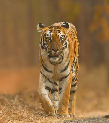 Tadoba And Pench Wildlife Safari