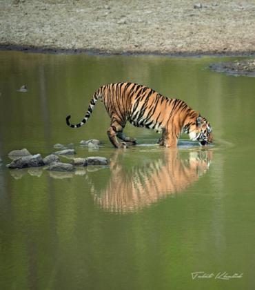 Kanha Bandhavgarh Tiger Safari