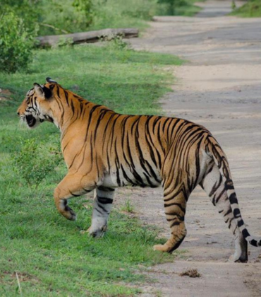 Bandhavgarh Tiger tour