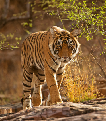 Ranthambore Tiger Trail