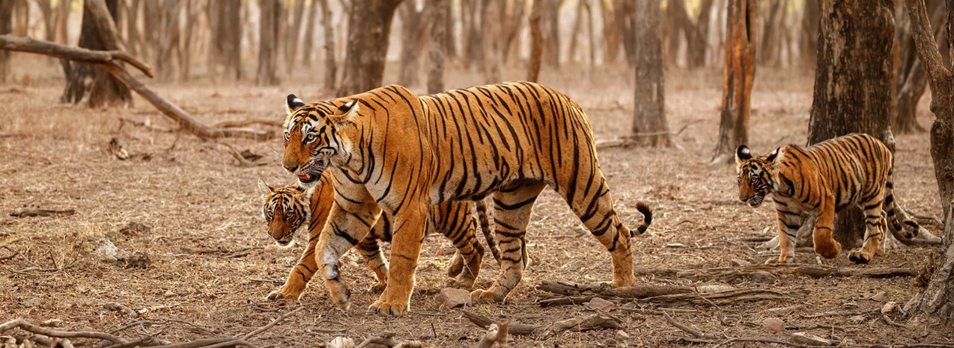 Where the Jungle Comes Alive