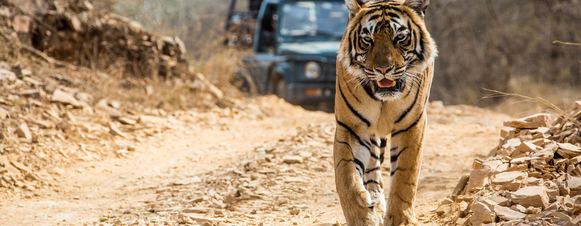 Bandhavgarh Safari Tour