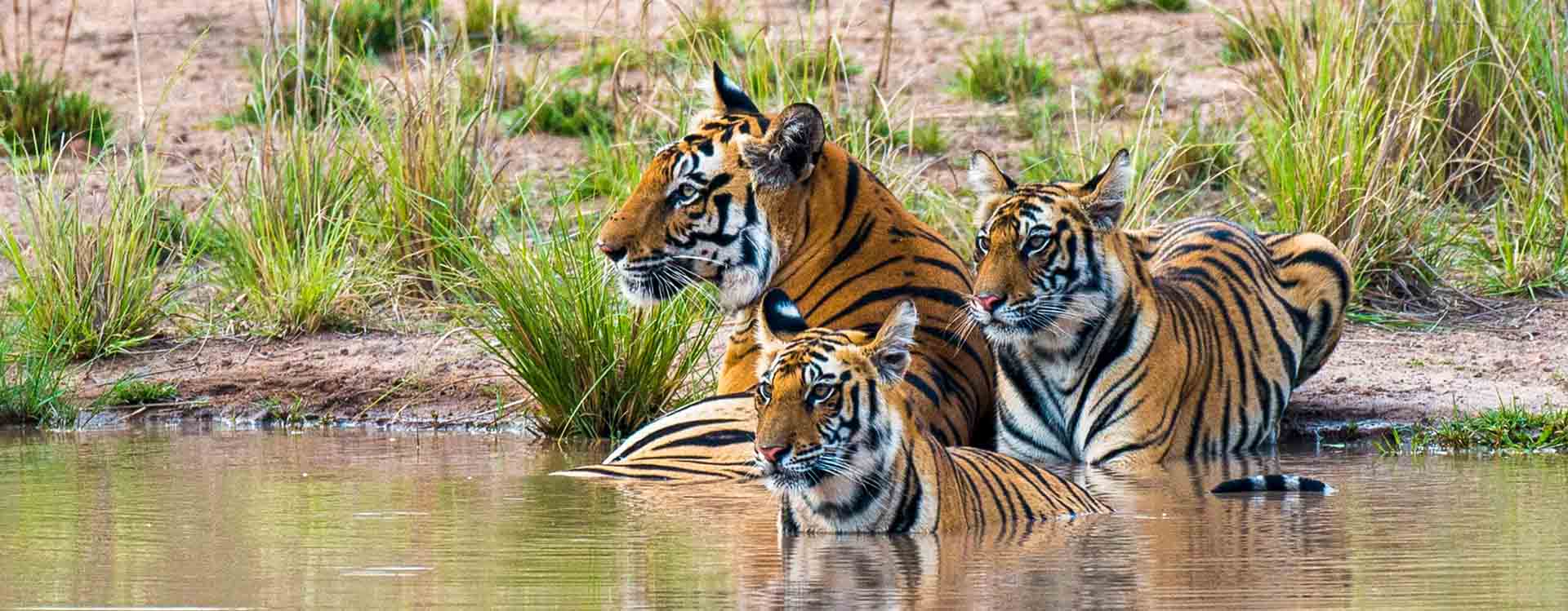 Central India Kanha Bandhavgarh Tiger Tour