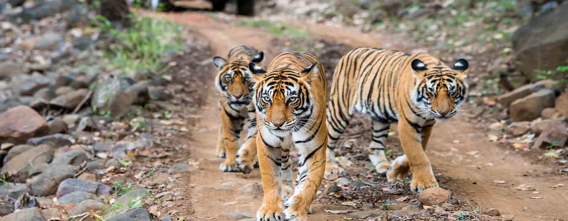 Pench Wildlife Tour