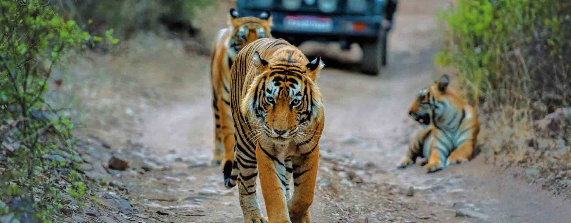 Ranthambore Tiger Trail