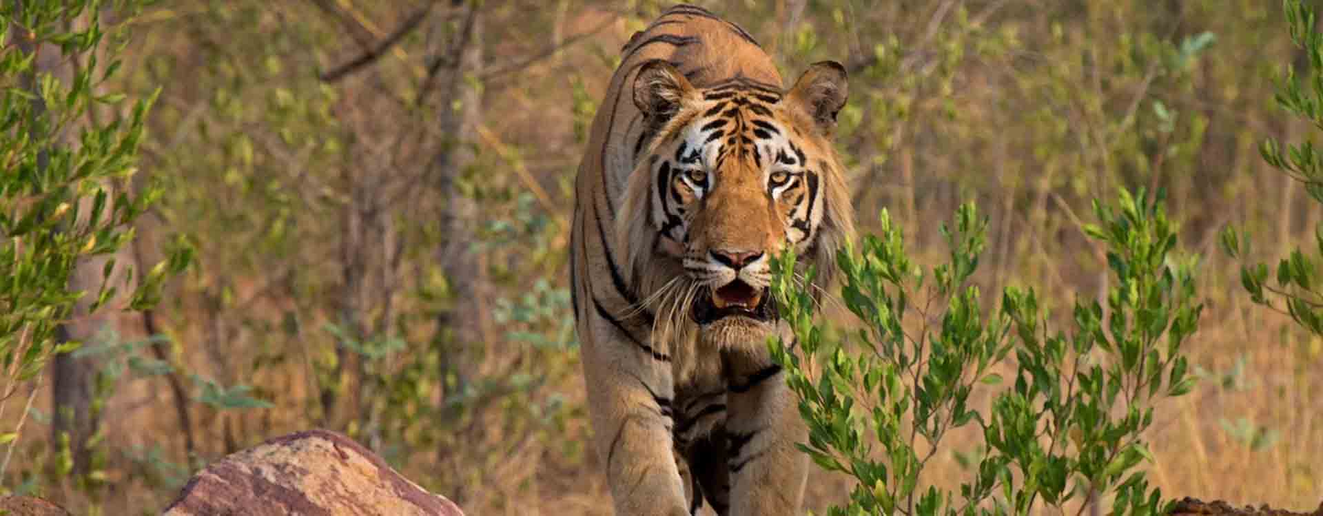 Tadoba And Pench Wildlife Safari