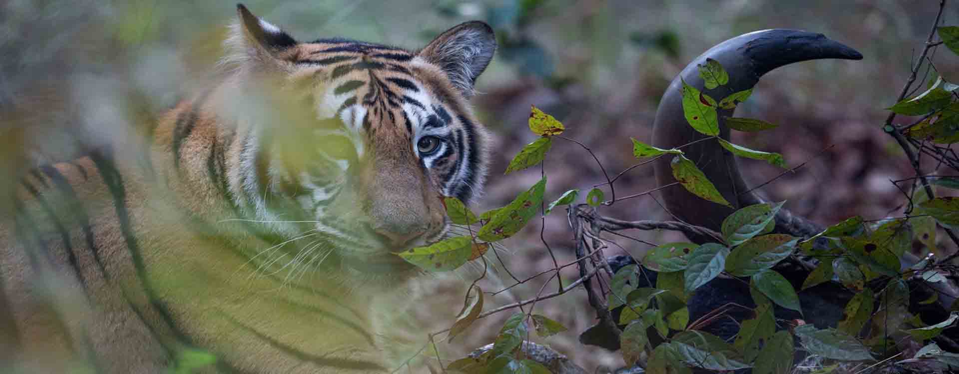 Tiger Trails-Kanha Tadoba and Panch