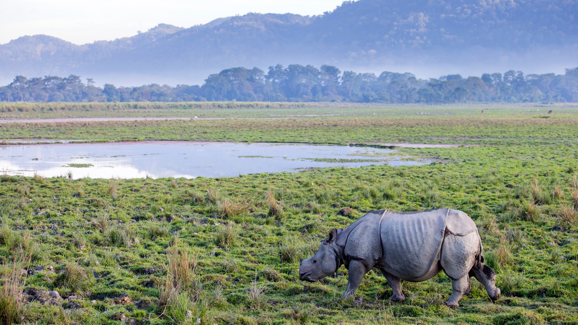 Kaziranga National Park