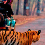 Best Places for Tiger Safari in India: A Journey with Wild Earth Safari