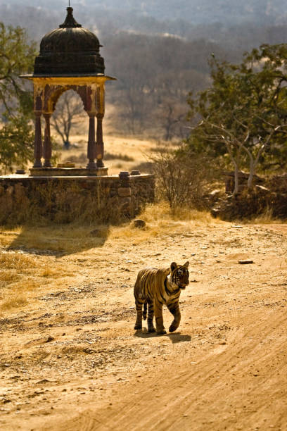 Ranthambore Tiger Trail