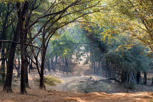 Sanjay Dubari National Park