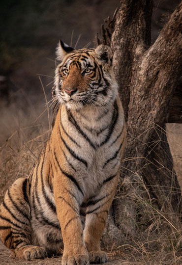 Tiger Expedition Tour-Wildlife Safari