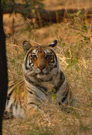 Tiger Corridor India-Kanha Pench Satpura - wildearthsafari.com ...