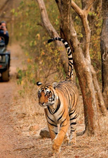 Tiger Trails-Kanha Tadoba and Panch