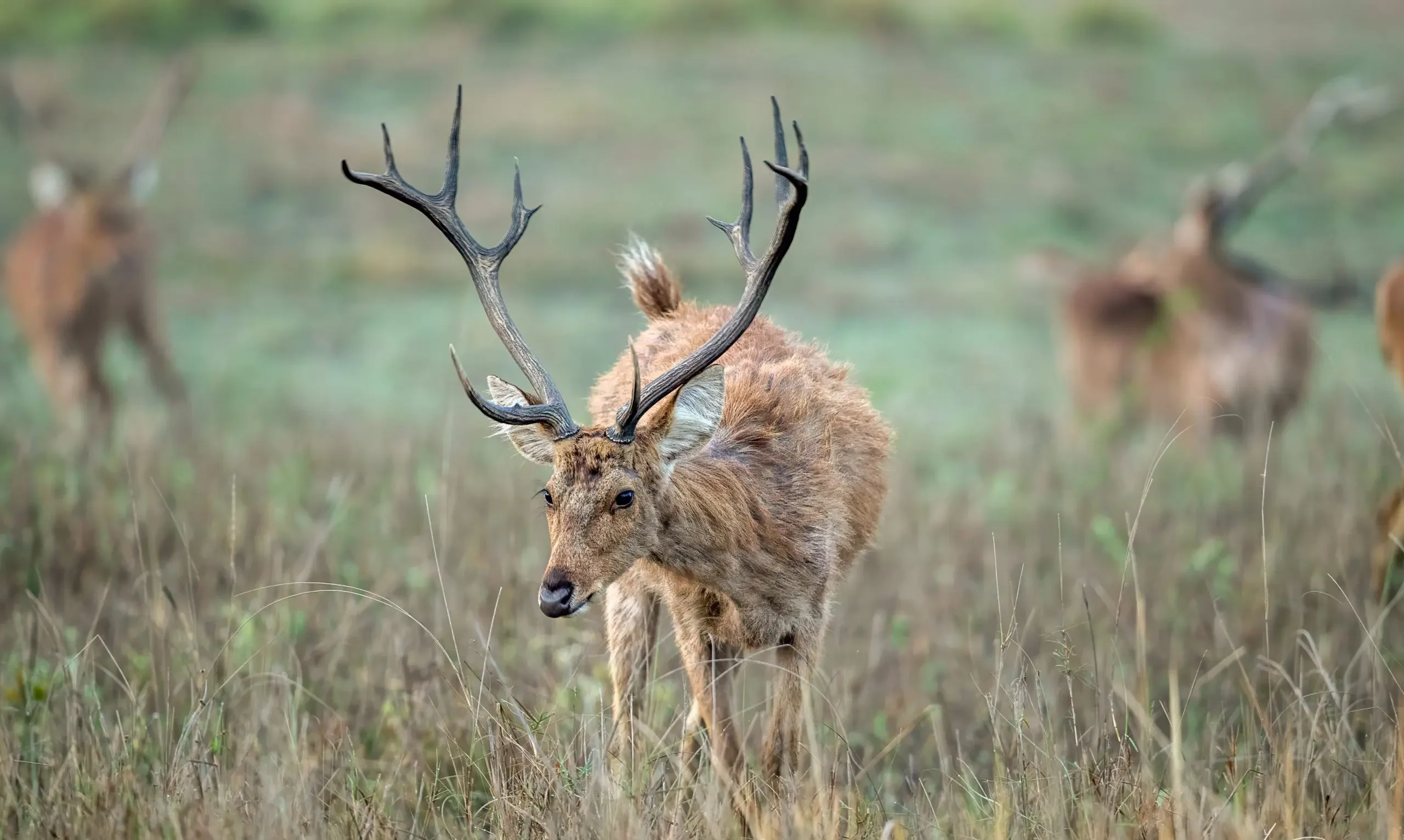 Bara Singha (Swamp Deer)  