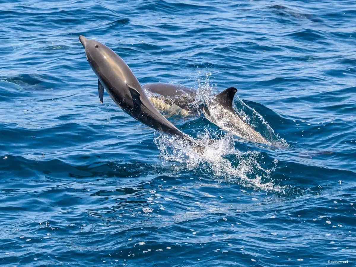 Dolphin Conservation Efforts Renewed