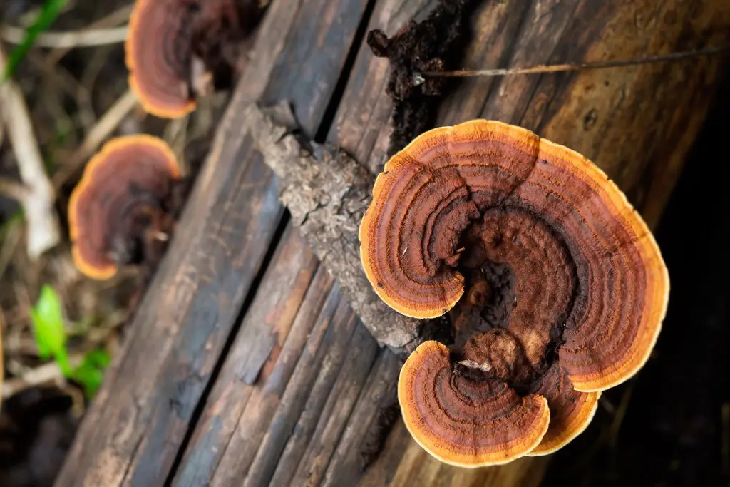 Fungi-and-its-role-in-environment