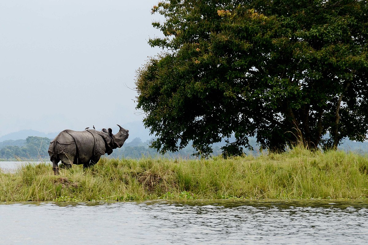 Kaziranga National Park – The Land of Rhinos  