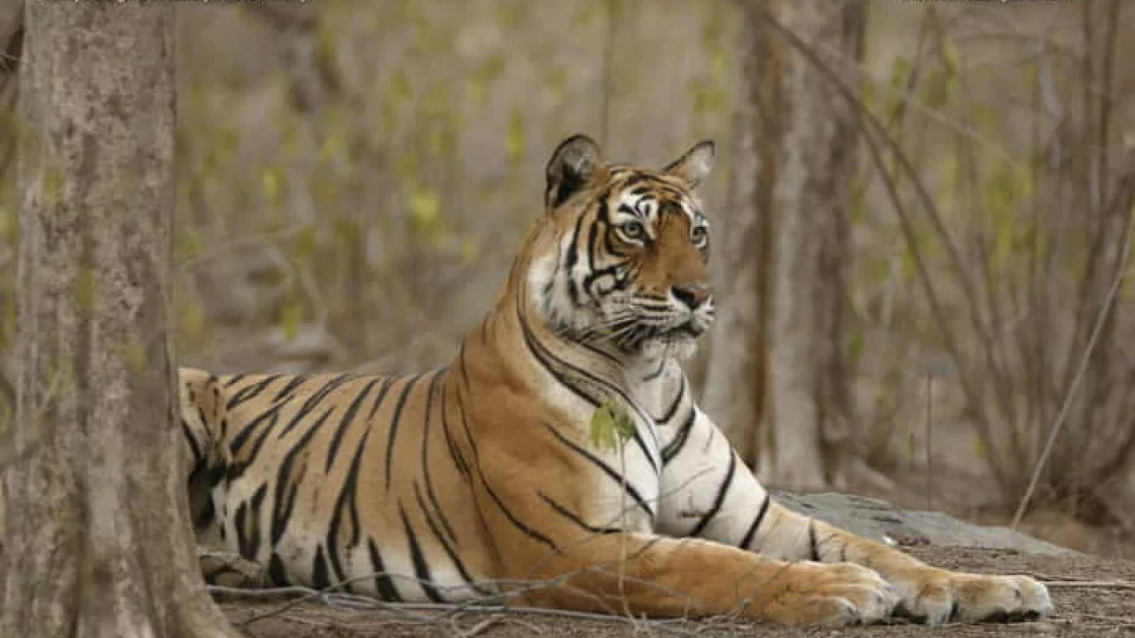 Machli, known as the Queen of Ranthambore