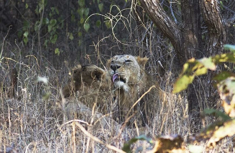 Ram-and-Shyam-The-Lion-Brothers-of-Gir