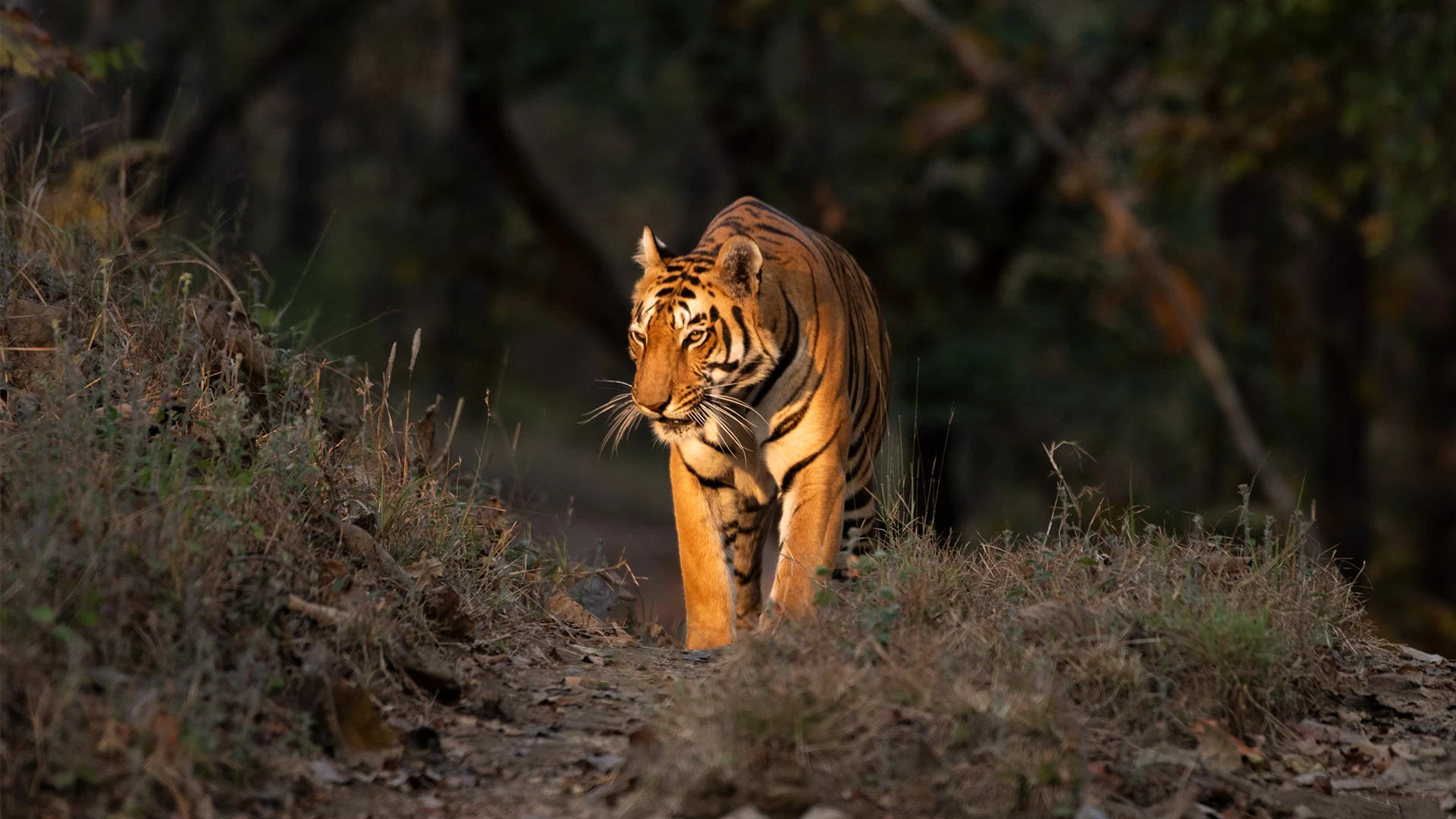 Mohan Man-Eater Tiger Trek