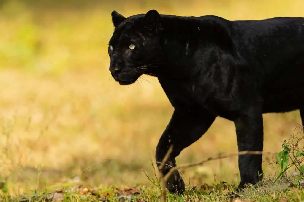 Saya-The-Black-Panther-of-Kabini