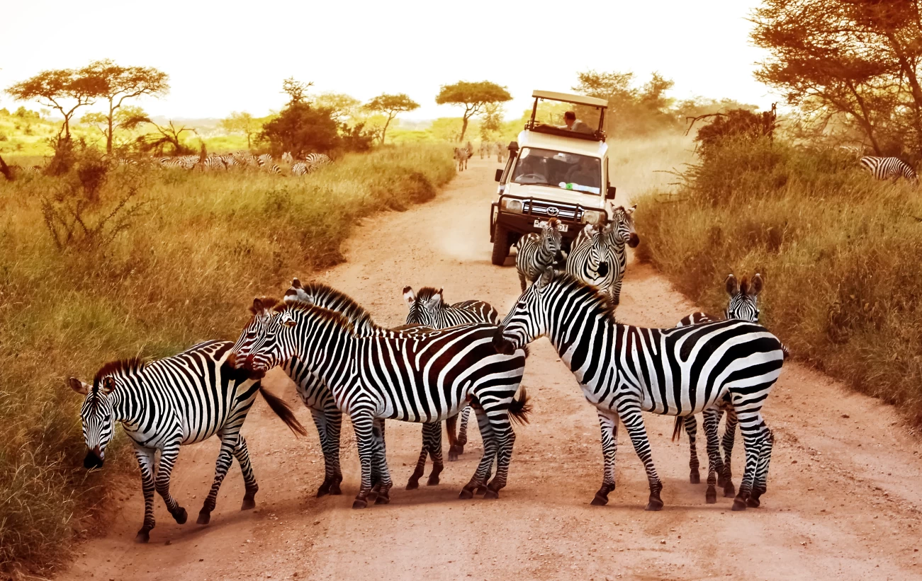 Comparing Safaris- What to Expect in India vs. Africa