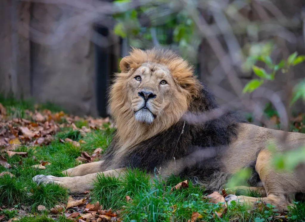 The Asiatic Lions