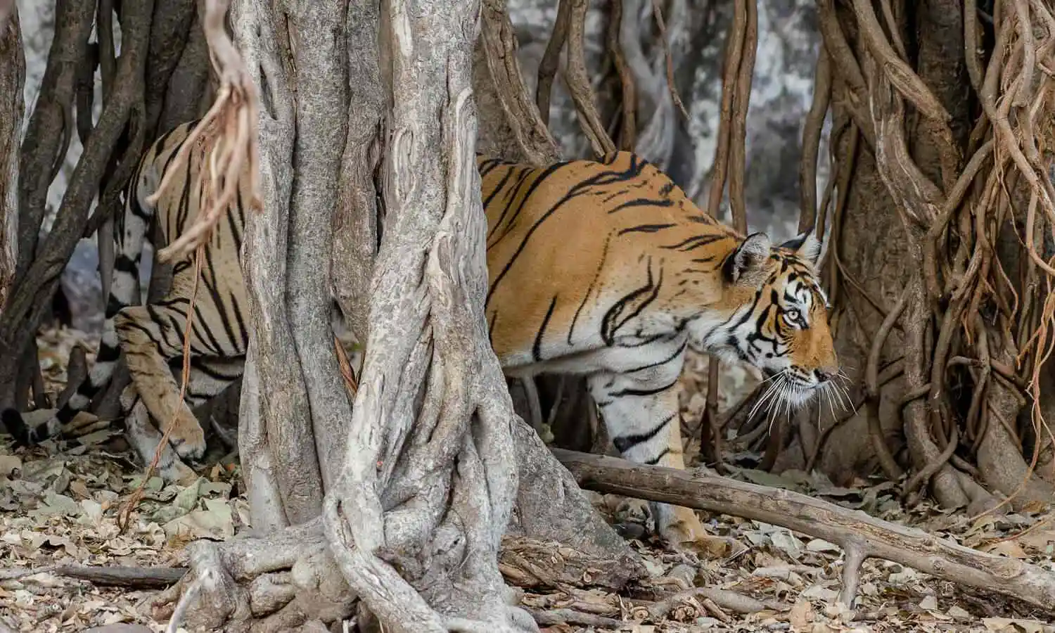 Pench National Park