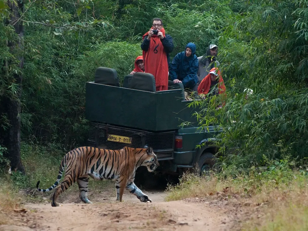 The Top 5 Emotions You Feel When Encountering a Tiger  