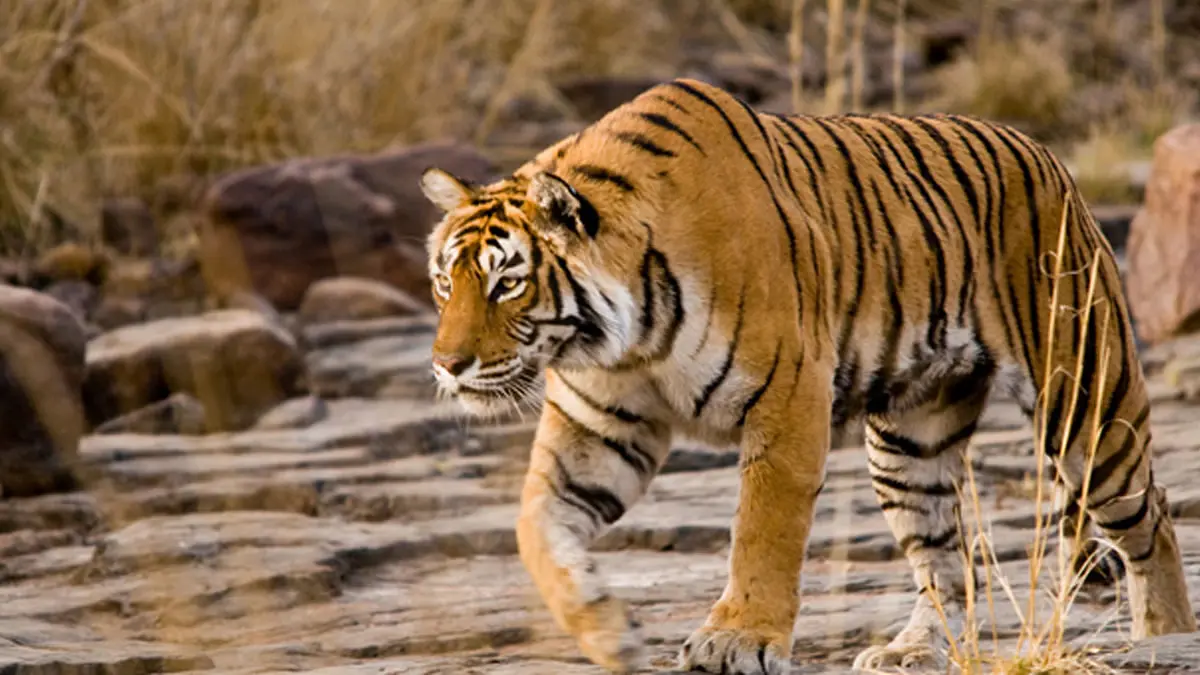 Sumatran Tiger